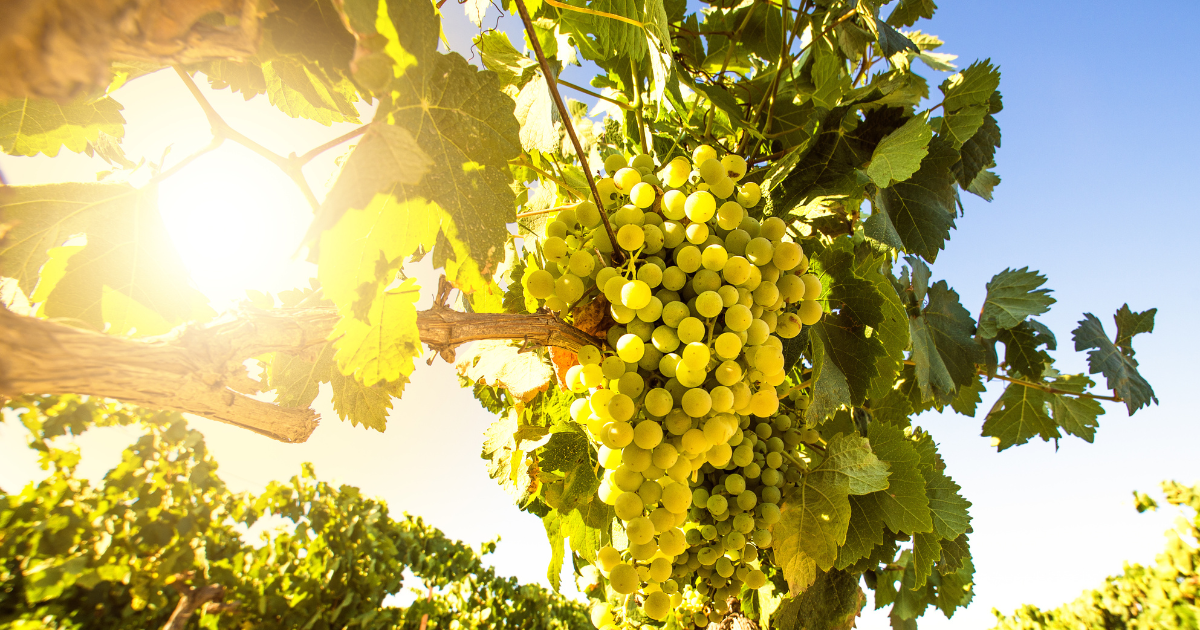 Grapes on a grape vive in the sun